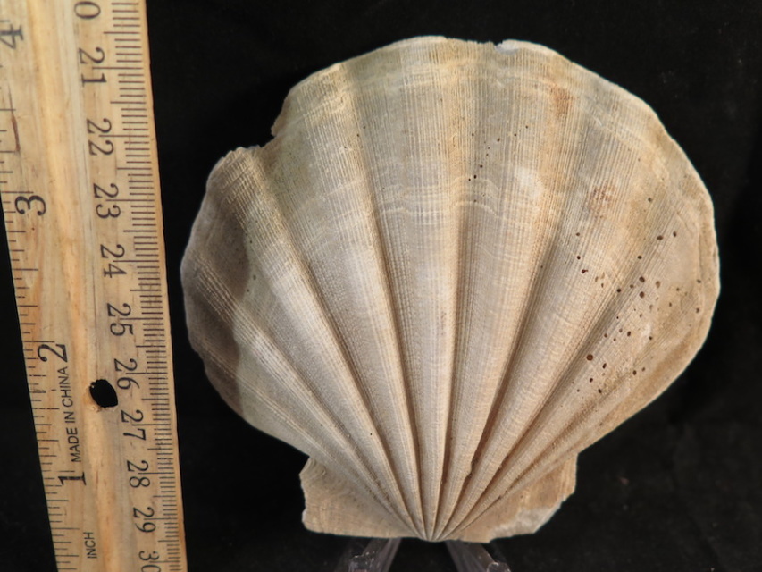 Fossil shell collections small sea shells 25 pieces sp 5 : Southern Arrow,  Fossil Shells From Southern Arrow For Sale