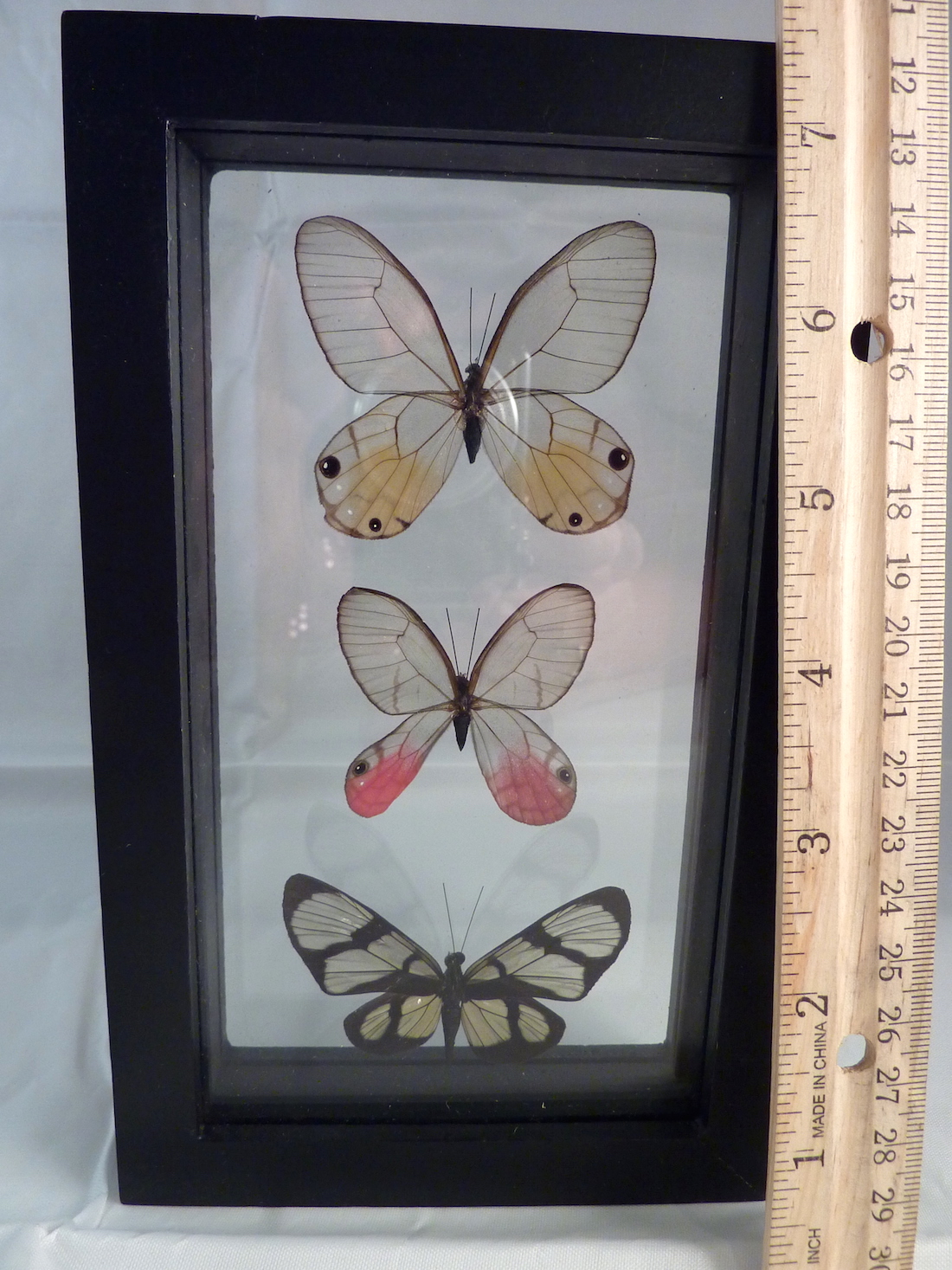Glasswing Butterfly Set #3pk-1-a15